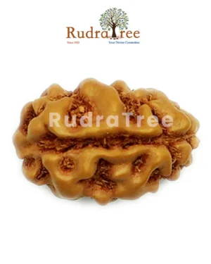 Ek Mukhi Rudraksha Sahakara Nagar