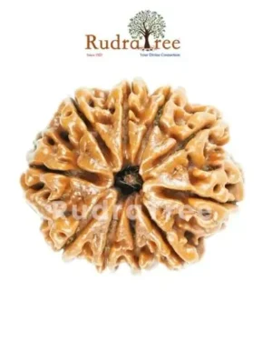 Certified Rudraksha in Sahakara Nagar